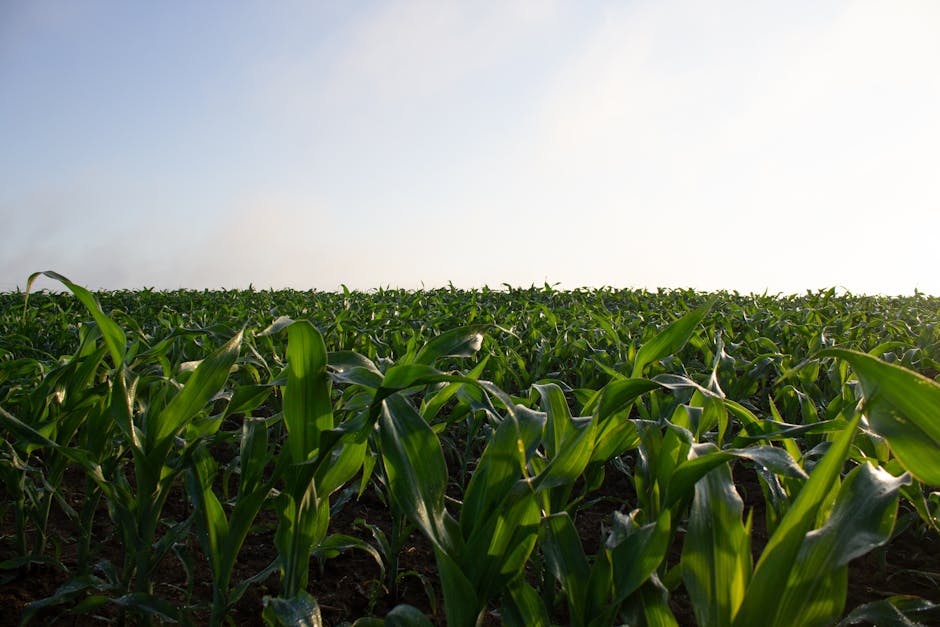 Embrace the Green: Eco-Friendly Travel Tips for the Conscious Adventurer